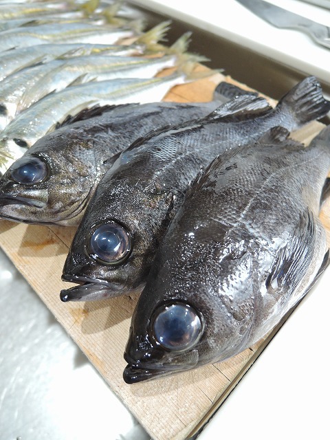 新春釣りミーティング 新春釣りミーティング
