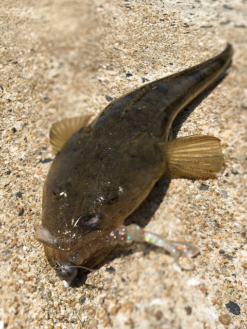 夏の釣り 夏の釣り