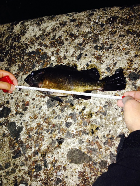釣り納め メバル爆釣