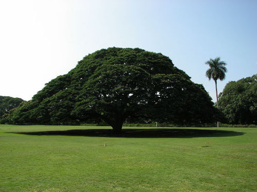 この木なんの木 この木なんの木