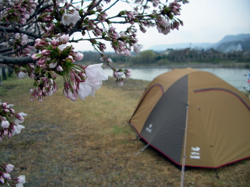 桜の下で、そろっと。。。
