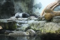 夏休み!いざ大阪へ~海遊館~