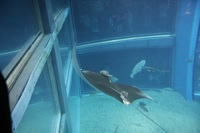 夏休み!いざ大阪へ~海遊館~