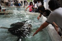 夏休み!いざ大阪へ~海遊館~