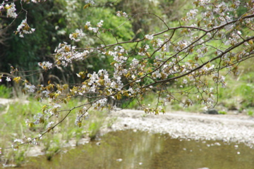 デイでまったり♪森林公園やすらぎ村