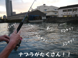シーバス!トップで遊べました! in横浜港