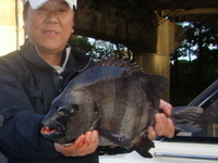 50オーバーの石鯛!!