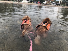 知内浜で湖水浴デイキャンプ　2019年9月1日