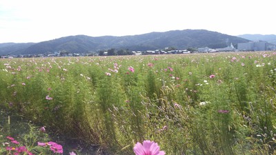 花畑コスモス掘り出しモノ 花畑コスモス掘り出しモノ