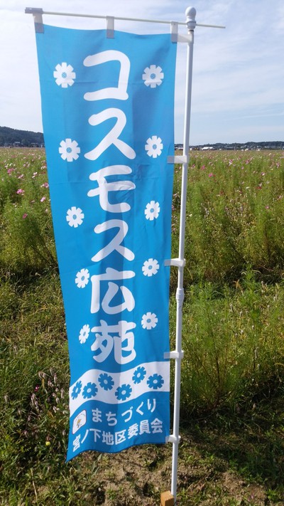 花畑コスモス掘り出しモノ 花畑コスモス掘り出しモノ