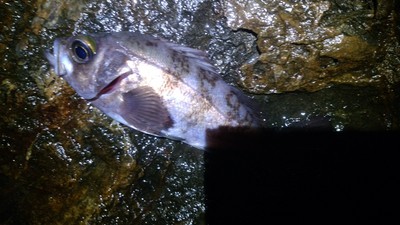 湯冷め敦賀メバリング 湯冷め敦賀メバリング