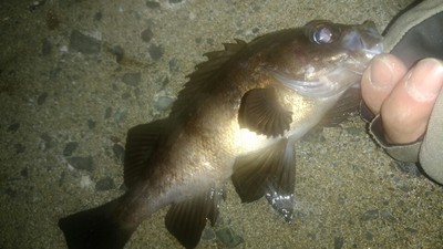冬至敦賀メバル 冬至敦賀メバル