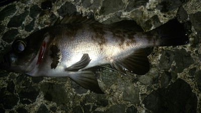 ひっさびさの敦賀メバル ひっさびさの敦賀メバル