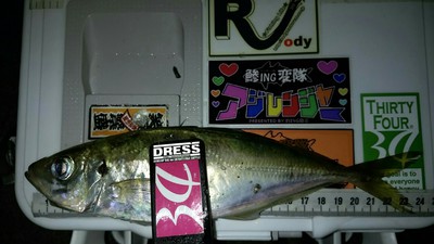 こちらも早潮 敦賀アジング こちらも早潮 敦賀アジング
