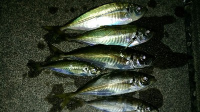 こちらも早潮 敦賀アジング こちらも早潮 敦賀アジング