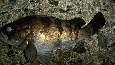2017敦賀メバルようやく開幕 2017敦賀メバルようやく開幕