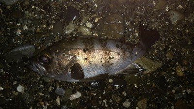 湯冷め敦賀メバリング 湯冷め敦賀メバリング