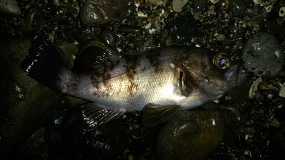 湯冷め敦賀メバリング 湯冷め敦賀メバリング