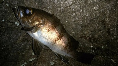 イマイチ敦賀メバル イマイチ敦賀メバル