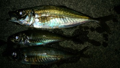 荒れ後の敦賀アジは⁉ 荒れ後の敦賀アジは⁉