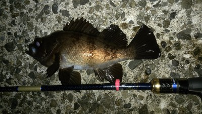 APIAレガシーALABANZA 80M入魂へ APIAレガシーALABANZA 80M入魂へ