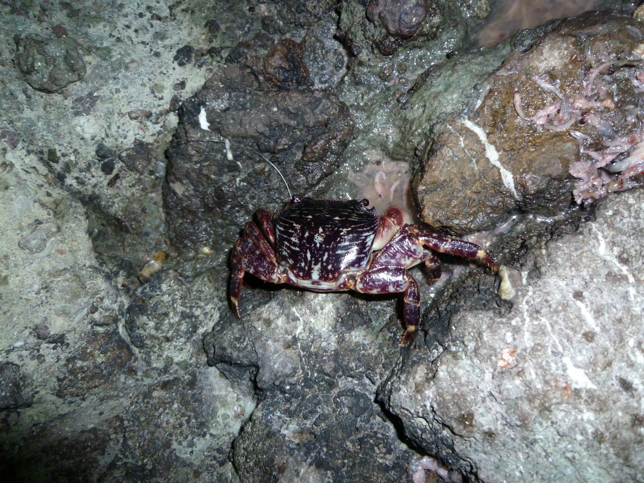 越前海岸釣行ーどしゃぶりだーうわぁー(T0T)編ー 越前海岸釣行ーどしゃぶりだーうわぁー(T0T)編ー
