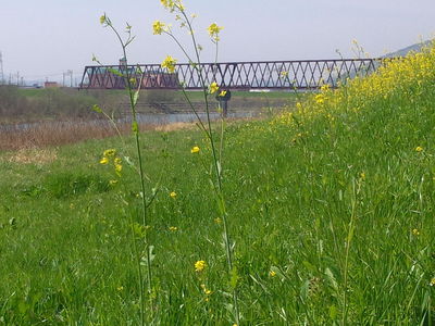 ドラゴン桜 2012⑧