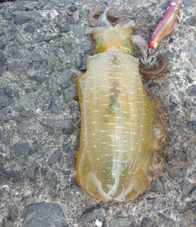 育っています 敦賀アオリ