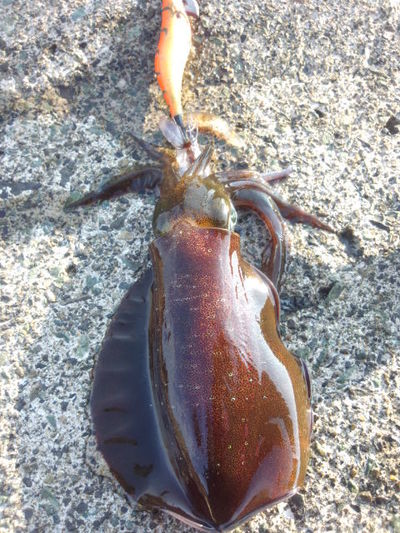 またまた敦賀エギング