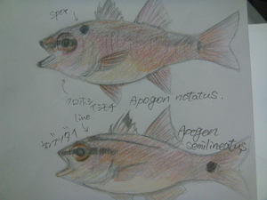 Study of fishes 6限目 Channel＝ai