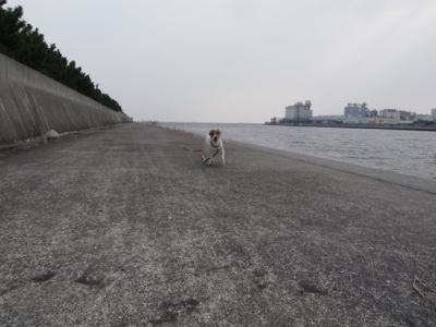 芦屋浜情報