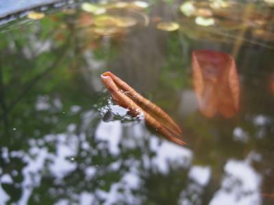 水温む