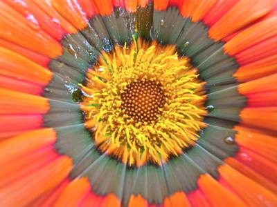 May Flowers