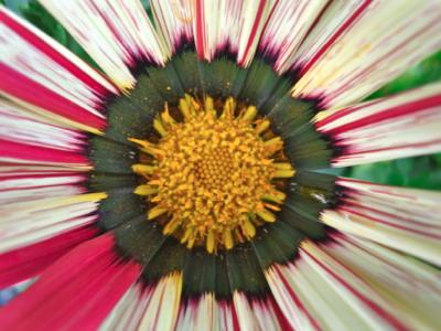 May Flowers