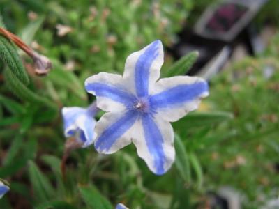 May Flowers