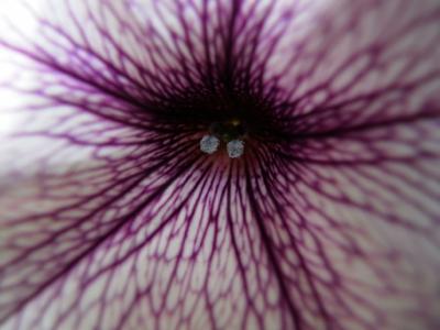 May Flowers