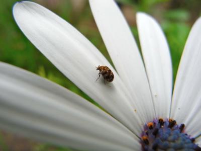 May Flowers