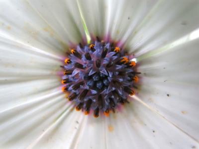 May Flowers
