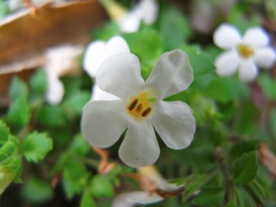 May Flowers