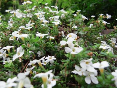 May Flowers