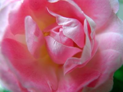 May Flowers