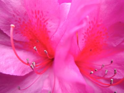May Flowers