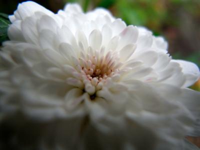 May Flowers