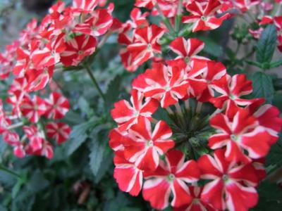 May Flowers