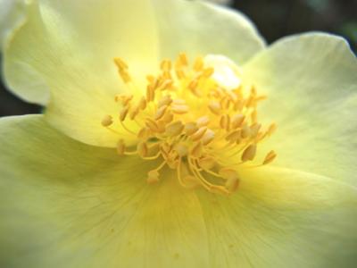 May Flowers