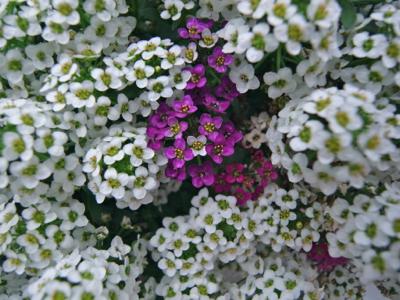 May Flowers