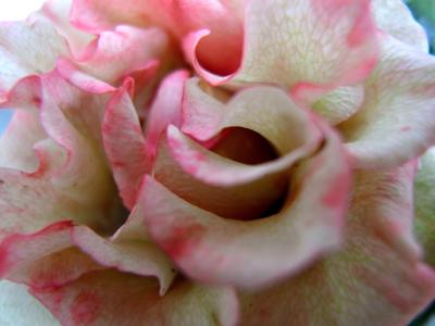 May Flowers