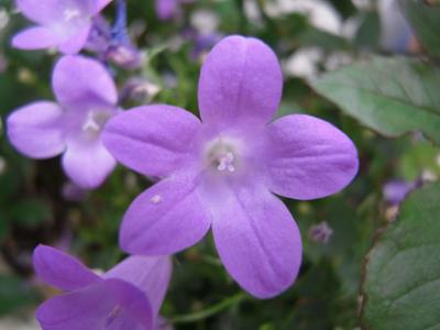 May Flowers