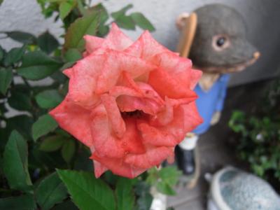 May Flowers