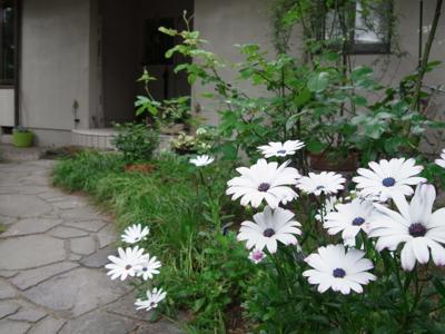 May Flowers
